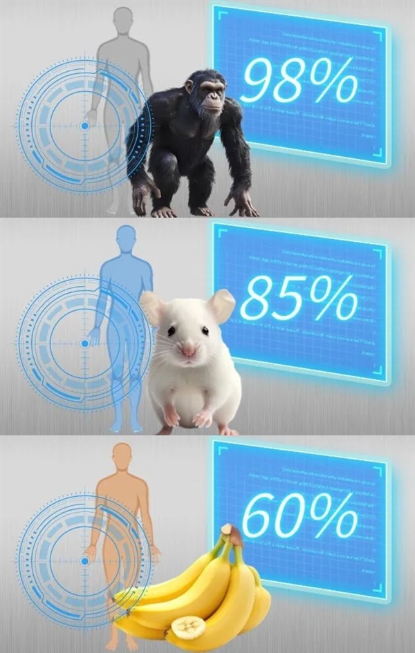 人类和香蕉60％基因重合 和酵母菌也有26％！什么鬼……
