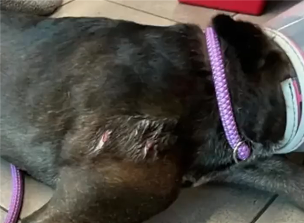 佛罗里达不养闲人！该州一女子徒手撬鳄鱼嘴救爱犬