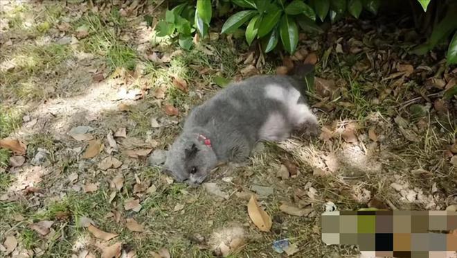 一只怀孕母猫被砍断四肢，母猫惨状不忍直视，网友怒斥虐猫者残忍