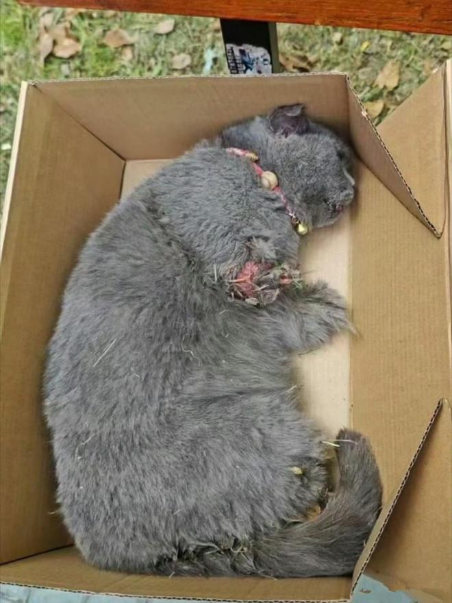 一只怀孕母猫被砍断四肢，母猫惨状不忍直视，网友怒斥虐猫者残忍