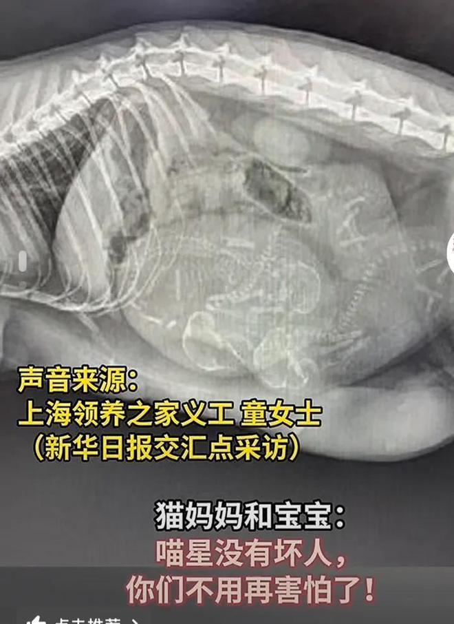 一只怀孕母猫被砍断四肢，母猫惨状不忍直视，网友怒斥虐猫者残忍