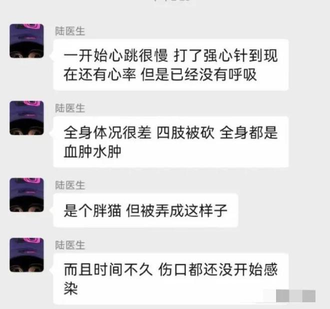 一只怀孕母猫被砍断四肢，母猫惨状不忍直视，网友怒斥虐猫者残忍