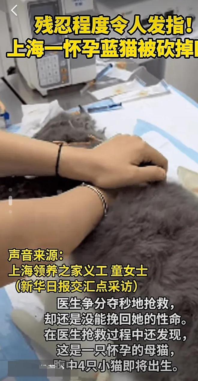 一只怀孕母猫被砍断四肢，母猫惨状不忍直视，网友怒斥虐猫者残忍
