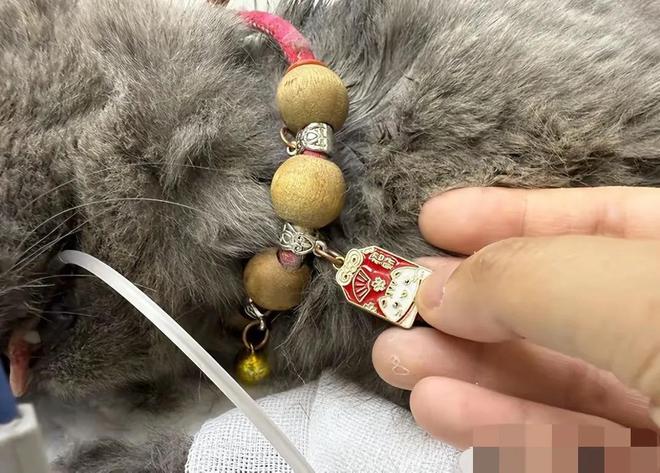 一只怀孕母猫被砍断四肢，母猫惨状不忍直视，网友怒斥虐猫者残忍