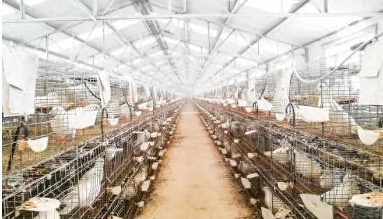 清丰县大流乡：“鸽”声嘹亮奏响乡村振兴新乐章