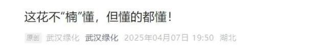 “四月限定香”又来了! 它的花语是“yue”，你闻到了吗？