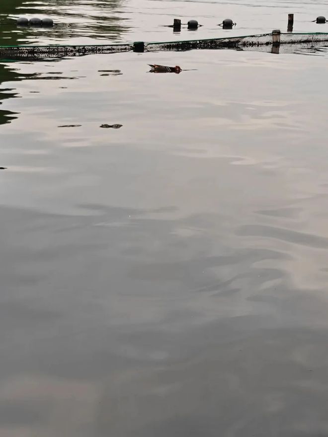 打死西湖鸳鸯的人找到了！杭州西湖景区通报