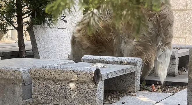 边牧在墓区偷吃供品胖成百斤“肥猪”，墓园：会叮嘱大爷看好狗狗