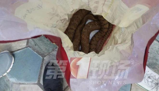 惊出一身冷汗！广东男子公园散步时碰到1米长眼镜蛇！紧急提醒
