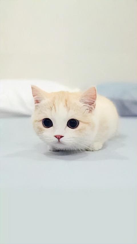 掉入火锅的小猫咪“五一”，有了新消息，主人再也见不到它了