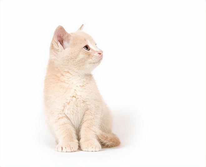 掉入火锅的小猫咪“五一”，有了新消息，主人再也见不到它了