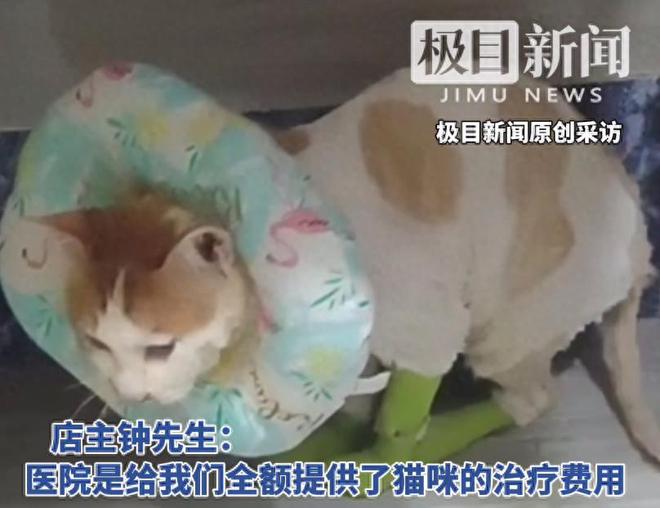 掉入火锅的小猫咪“五一”，有了新消息，主人再也见不到它了