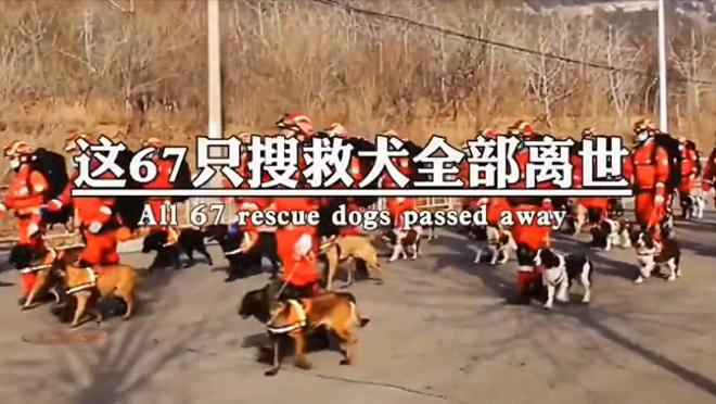 “5.12”汶川地震17周年来临之际，67只搜救犬再被提起，网友泪奔