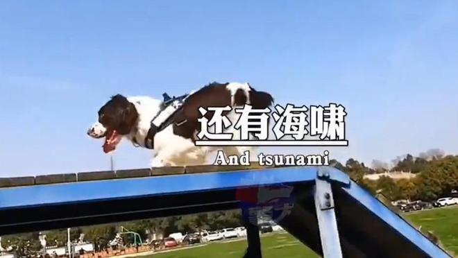 “5.12”汶川地震17周年来临之际，67只搜救犬再被提起，网友泪奔
