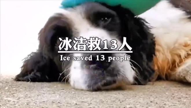 “5.12”汶川地震17周年来临之际，67只搜救犬再被提起，网友泪奔