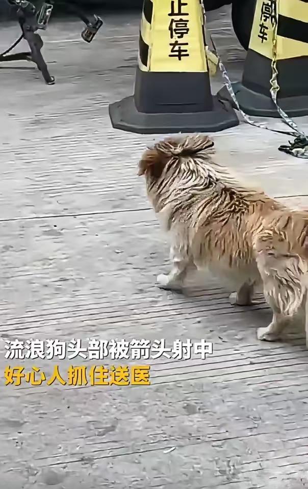 广州一流浪狗遭弩箭穿头，狗狗被伤得很惨，有画面曝出