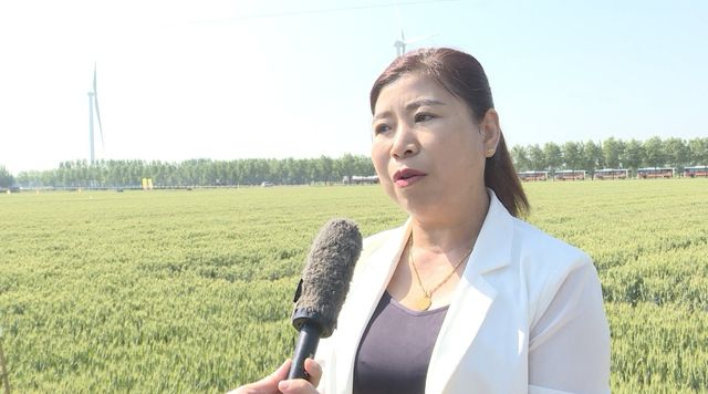 河南聚鑫种业引领农业新突破，"双国审山农28"成焦点