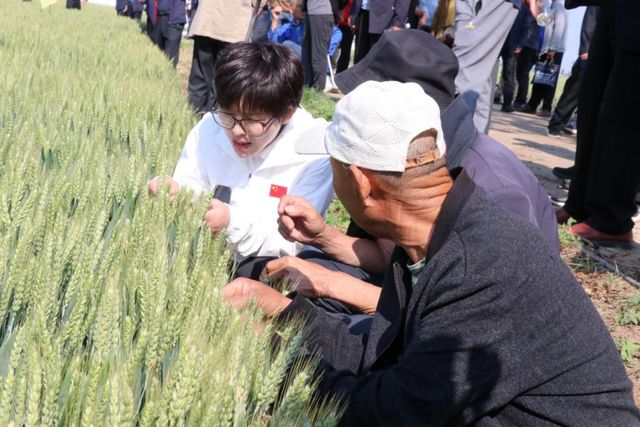 河南聚鑫种业引领农业新突破，"双国审山农28"成焦点