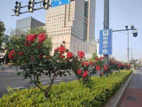 郑州月季正“爆花”！赏花攻略请收藏→